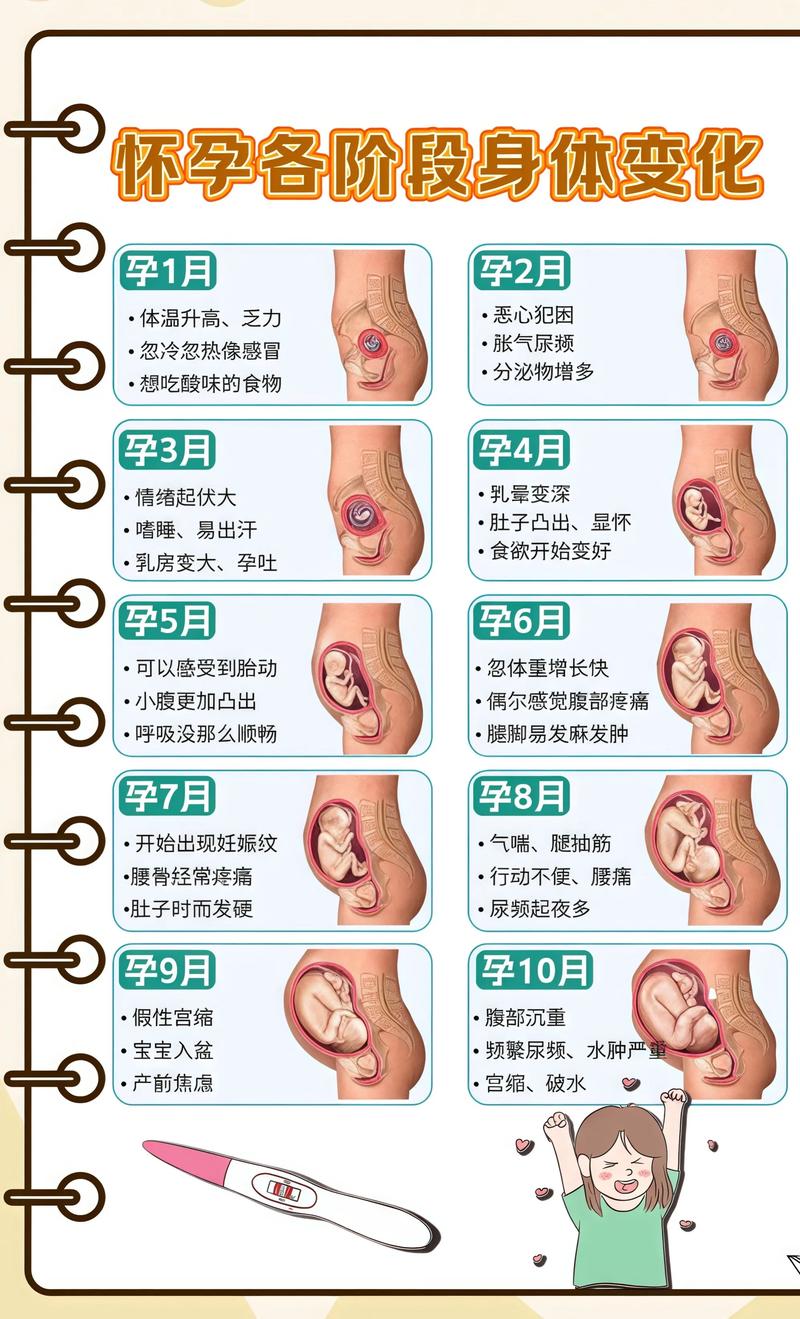 揭秘供卵代孕妈妈怀孕小腹分两节，孕期变化的奥秘益阳代生机构: